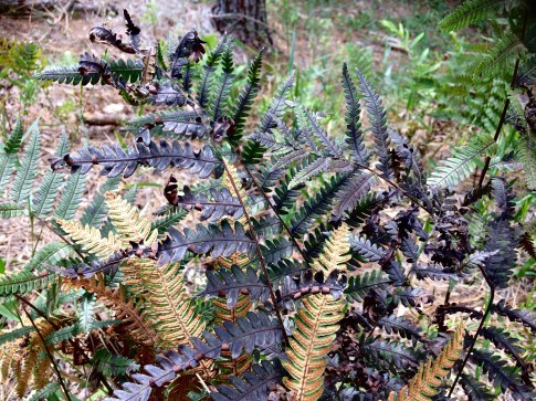 october-ferns-1